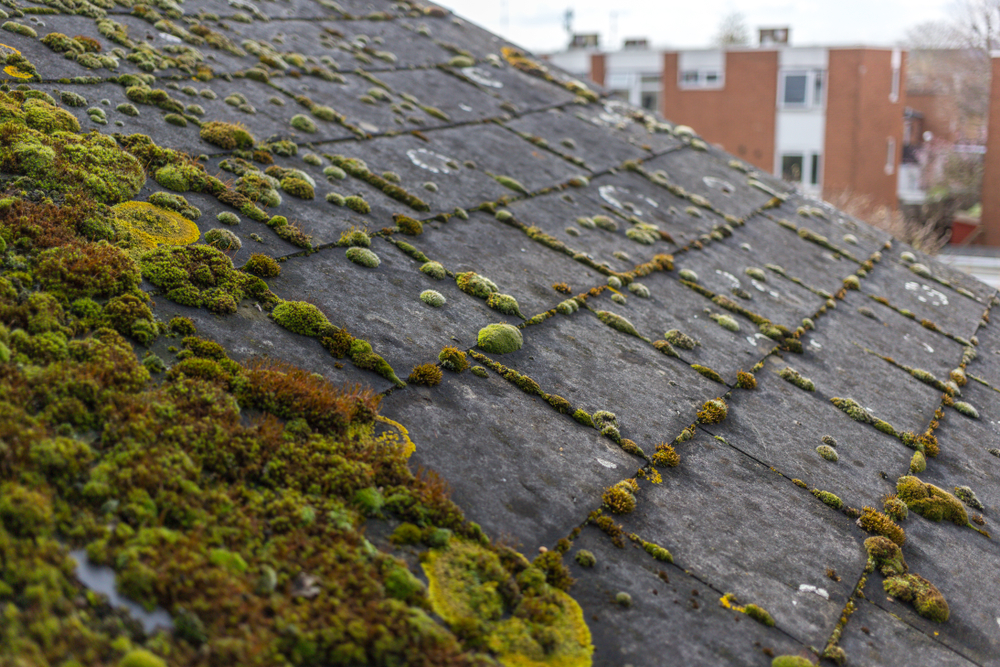 asphalt shingles